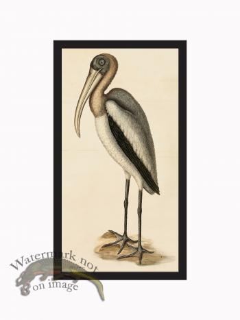 Rudbeck CFA_BF 41 Wood Pelican